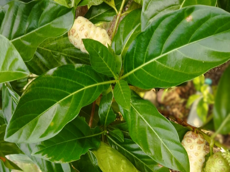 Daun mengkudu segar digunakan dalam masakan tradisional dan perubatan herba