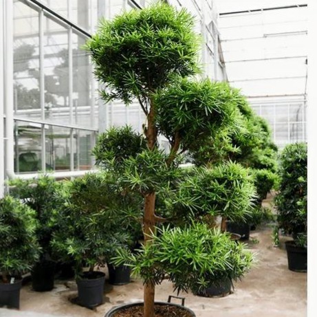 Pokok Podocarpus (Pokok Hiasan Hidup)