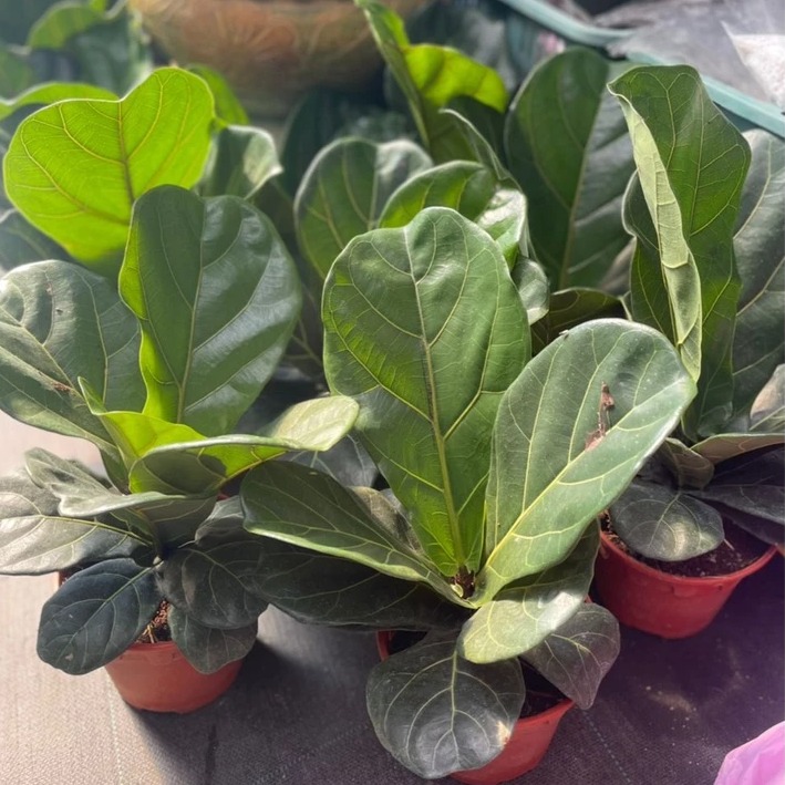 Pokok Fiddle Fig (Ficus Lyrata)