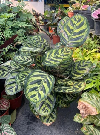 Pokok Keladi Calathea Zebrina