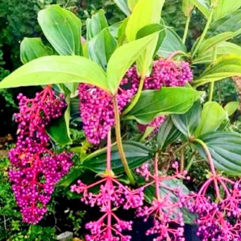 Pokok Bunga Mutiara (Medinilla Myriantha) Ungu